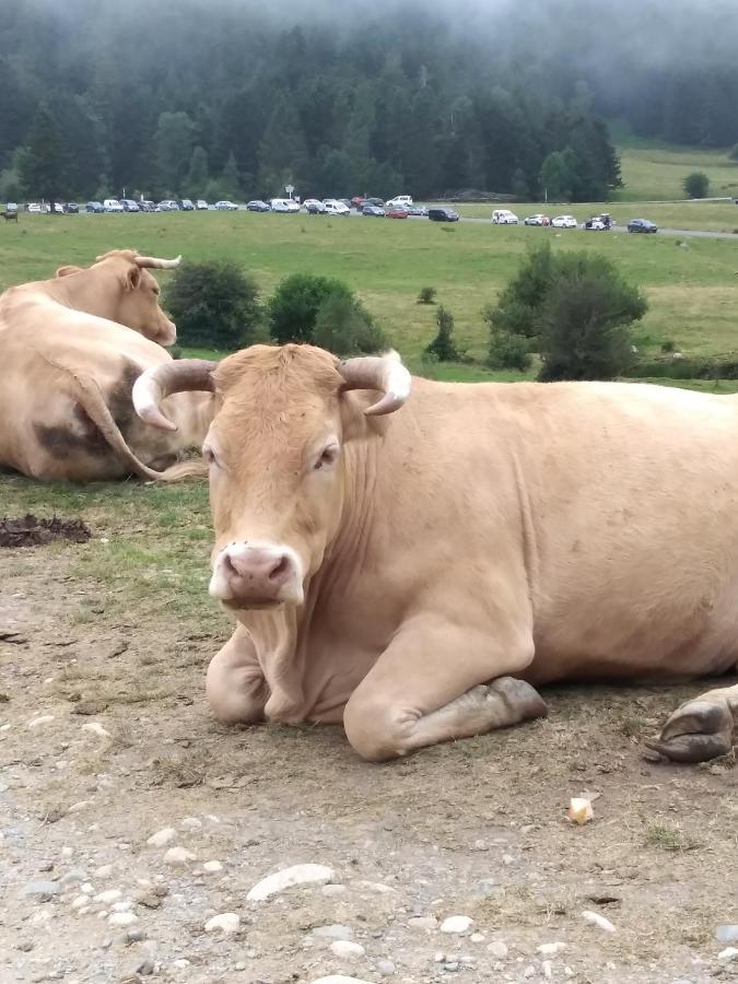 Gite Cosy Lac De Payolle Campan Exteriör bild